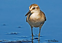 Calidris pusilla